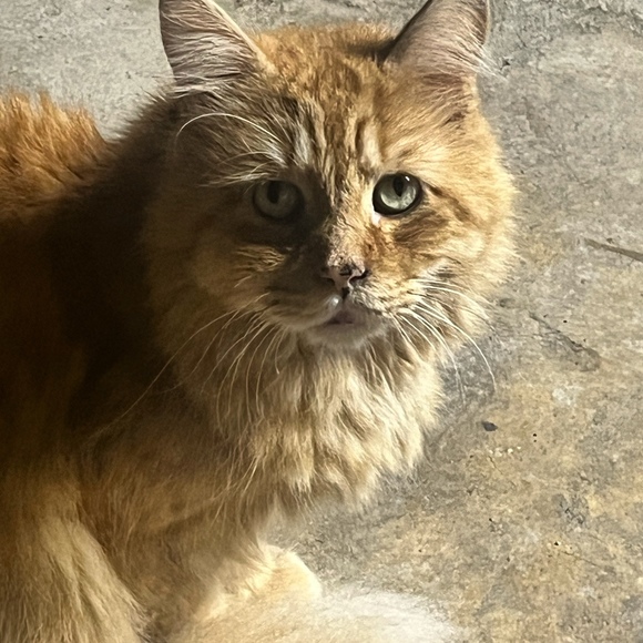 clothesforcatst